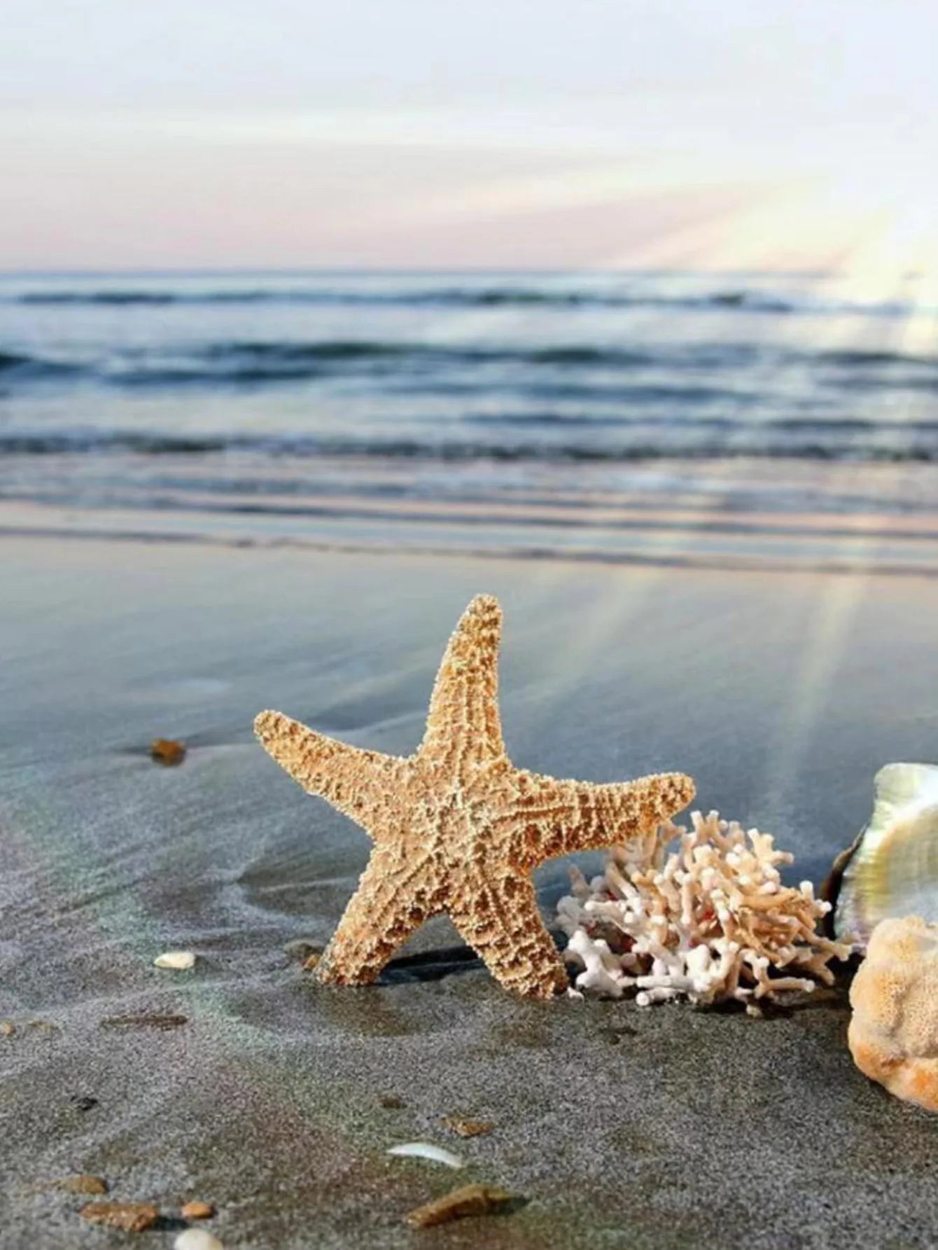 Starfish Stud Earrings - Elegant Jewelry